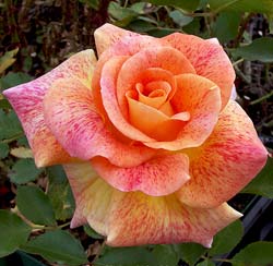 Rose 'Michel Serrault'